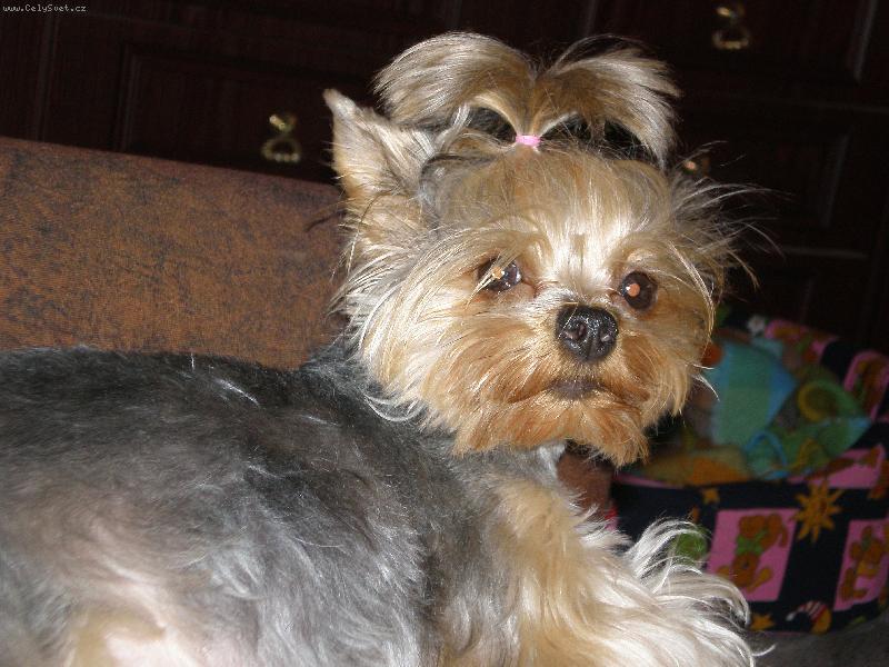 Foto: S�rinka